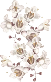 Leaf Icon